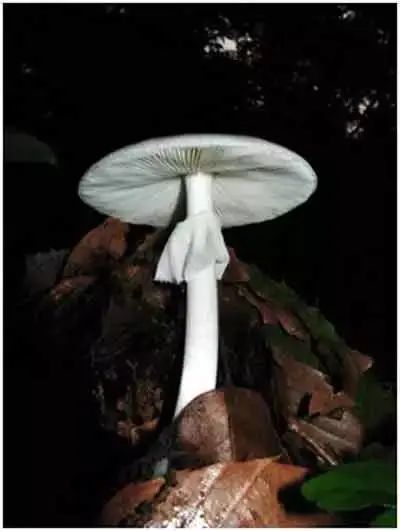 蘑菇|这样的蘑菇千万不要吃！小心吃完见小人！
