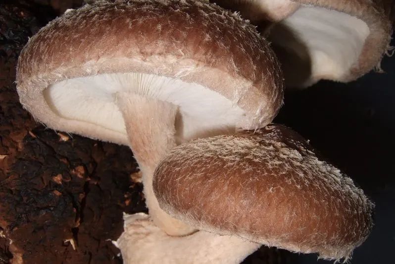 蘑菇|这样的蘑菇千万不要吃！小心吃完见小人！