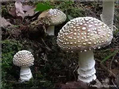 蘑菇|这样的蘑菇千万不要吃！小心吃完见小人！