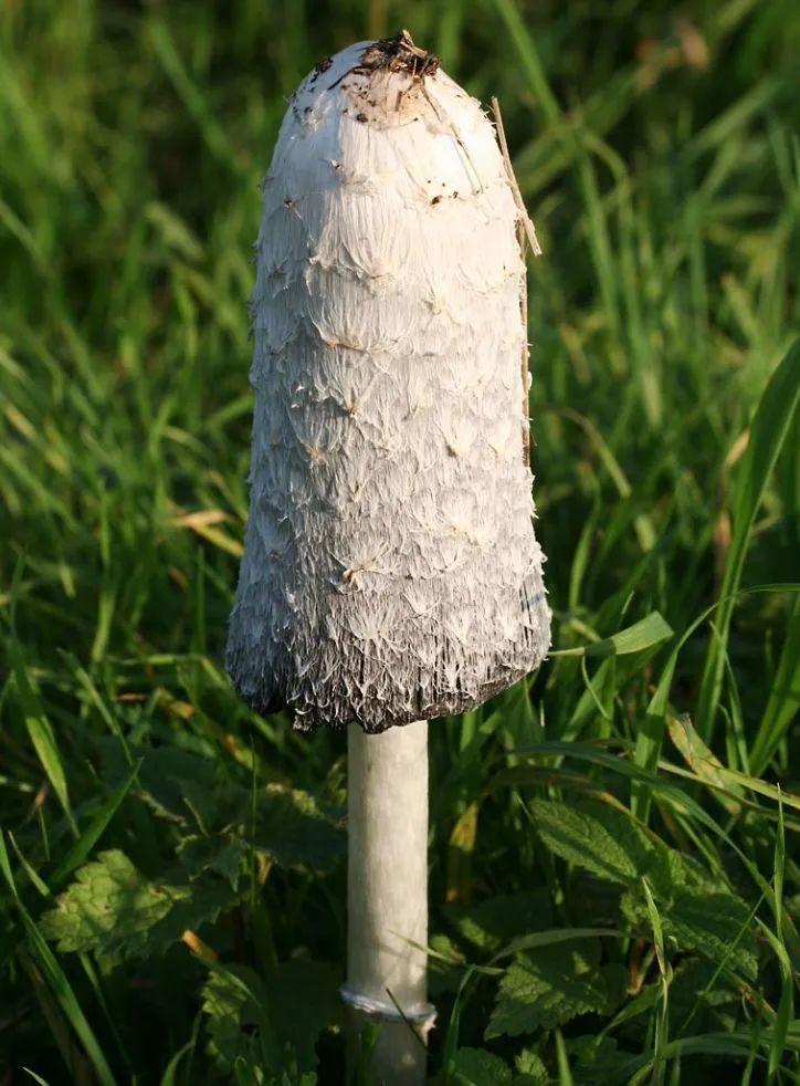 蘑菇|这样的蘑菇千万不要吃！小心吃完见小人！