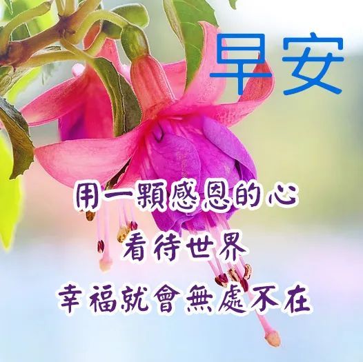 早上好圖片大全陽光早上好圖片帶鮮花