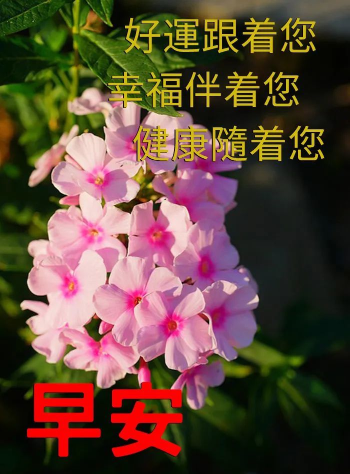 早上好圖片大全陽光早上好圖片帶鮮花