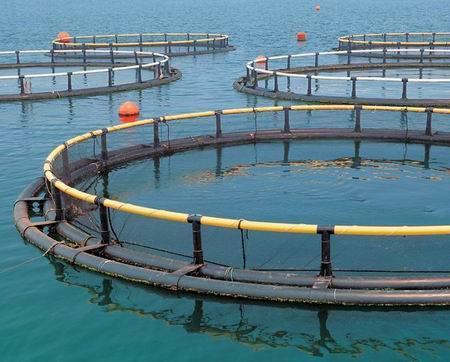 深海智能养殖网箱企业标准_腾讯新闻