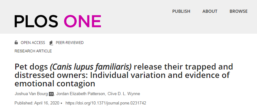 狗狗|每个养宠物的人，都悄悄收获了这7个健康好处