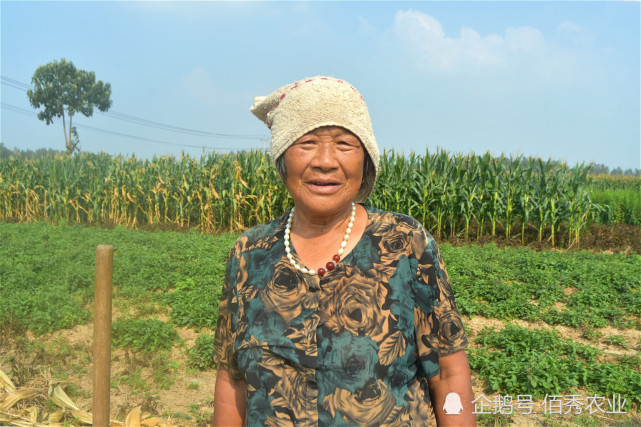 農村大娘刨免費中藥材,運氣好可賺