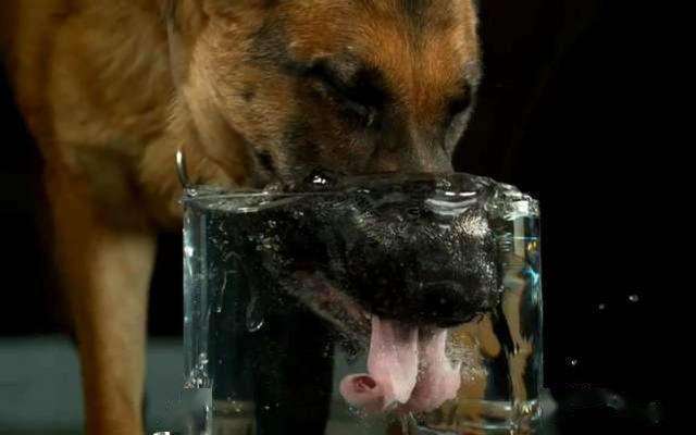 狗舌头喝水图片