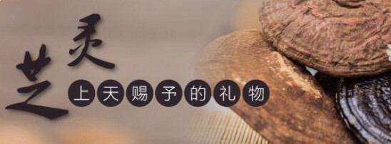 灵芝|睁大眼睛：不同品种的灵芝营养成分天地之差