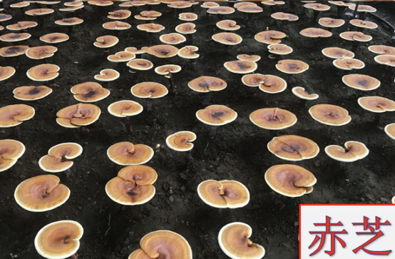 灵芝|睁大眼睛：不同品种的灵芝营养成分天地之差