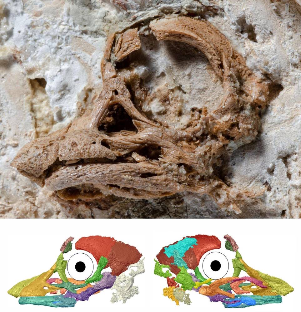 恐龙|首个蜥脚类恐龙胚胎的3D头骨模型重建成功
