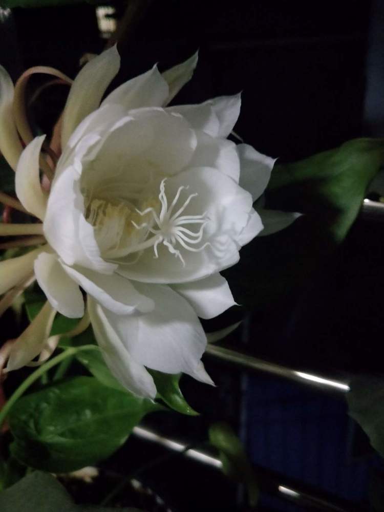 花期超短的4种花卉 转眼就没了 就得抓紧时间欣赏 腾讯新闻