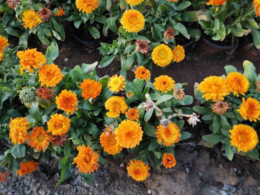 金盏花是金银花吗 腾讯网