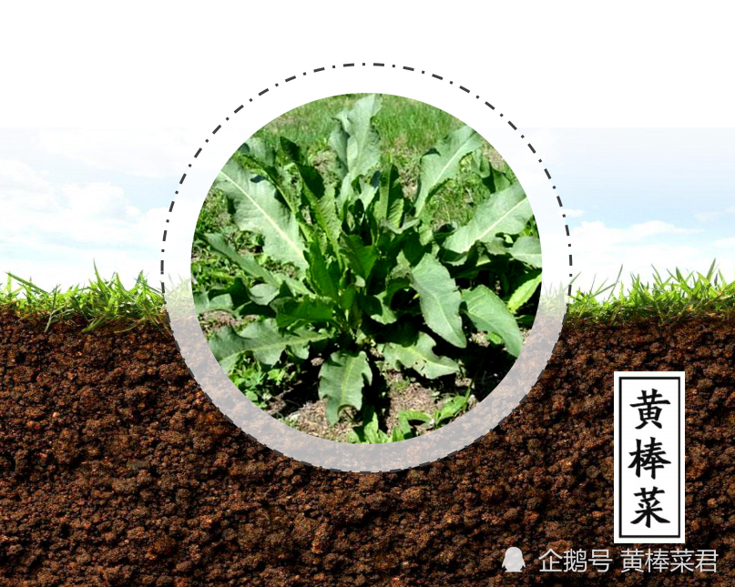饲料|饲料无抗≠养殖无抗？“养鸡”理想很丰满，现实太骨感？