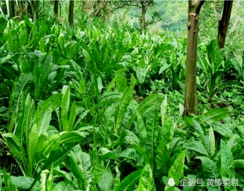饲料|饲料无抗≠养殖无抗？“养鸡”理想很丰满，现实太骨感？