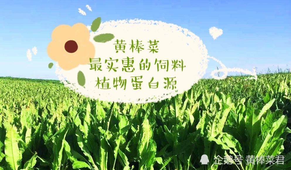 饲料|饲料无抗≠养殖无抗？“养鸡”理想很丰满，现实太骨感？
