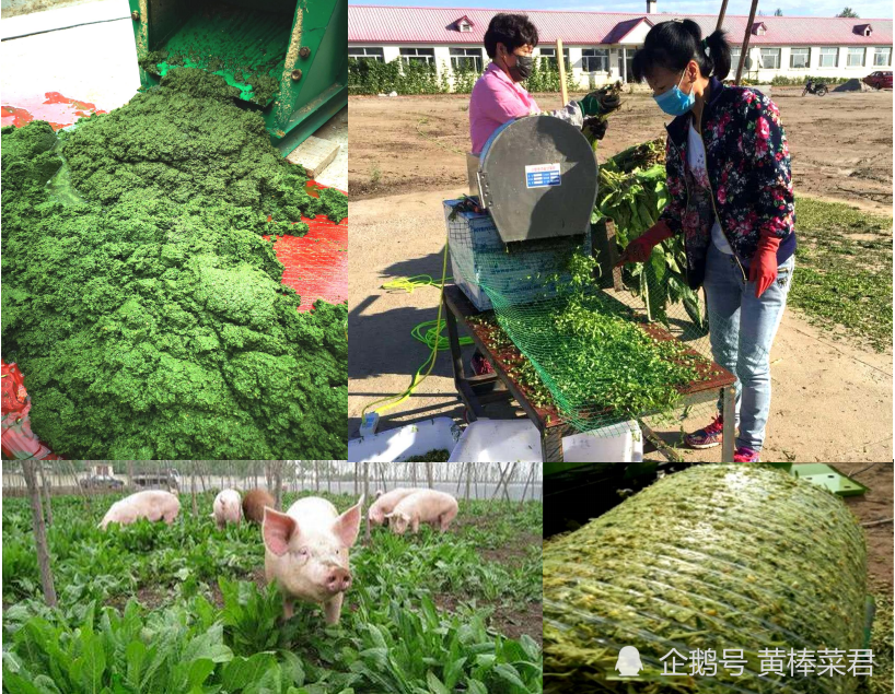 饲料|饲料无抗≠养殖无抗？“养鸡”理想很丰满，现实太骨感？