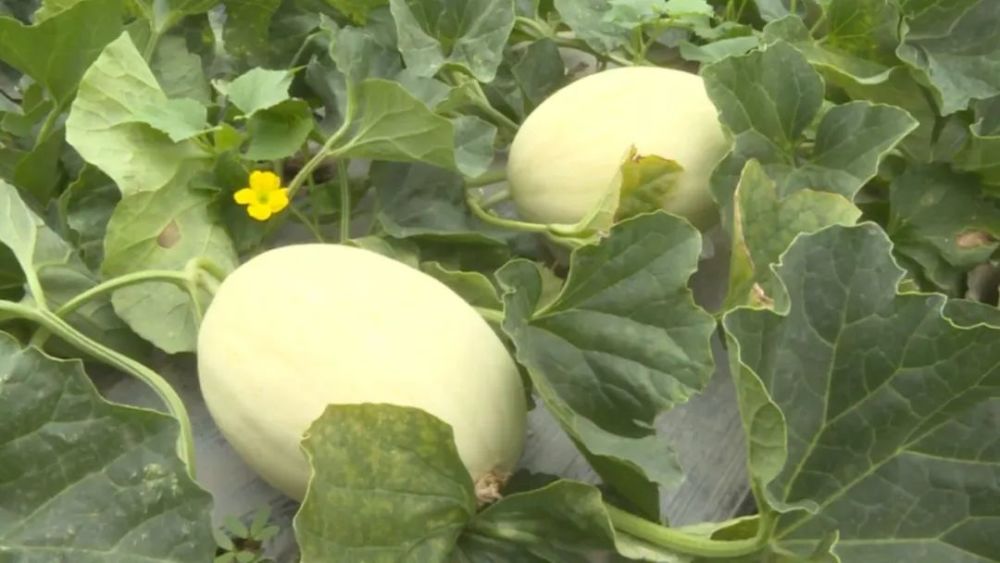 在兰州的洋小伙白兰瓜