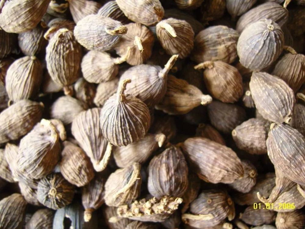 罂粟 草果也是 药食两用中药材大宗品种之一 草果作调味香料 全株