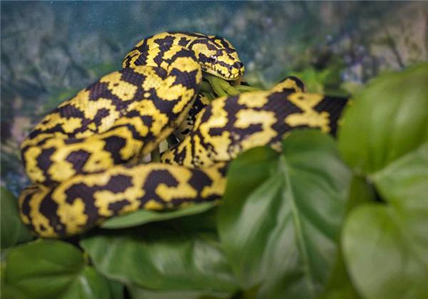 瓜的中间长的不是瓜瓤,而是盘踞了一条巨大无比的大花蟒,它蛰伏期间有