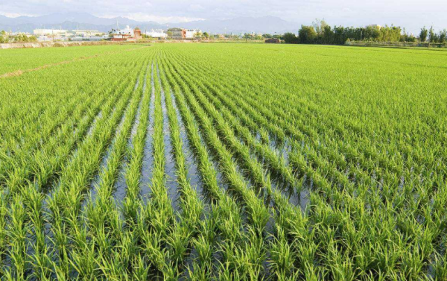 种植水稻发现谷穗变黑怎么办通过这几个方面可解决