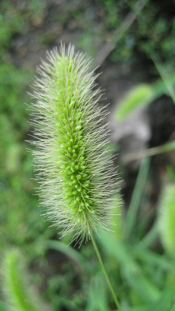 长春随拍毛毛狗儿