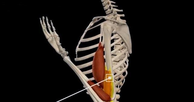 有兩個頭,手臂外側的長頭,它構成了肱二頭肌的主要部分,內側的短頭,其