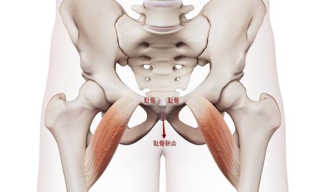 耻骨痛到底是哪里痛这五类孕妇更容易中招孕期要谨慎