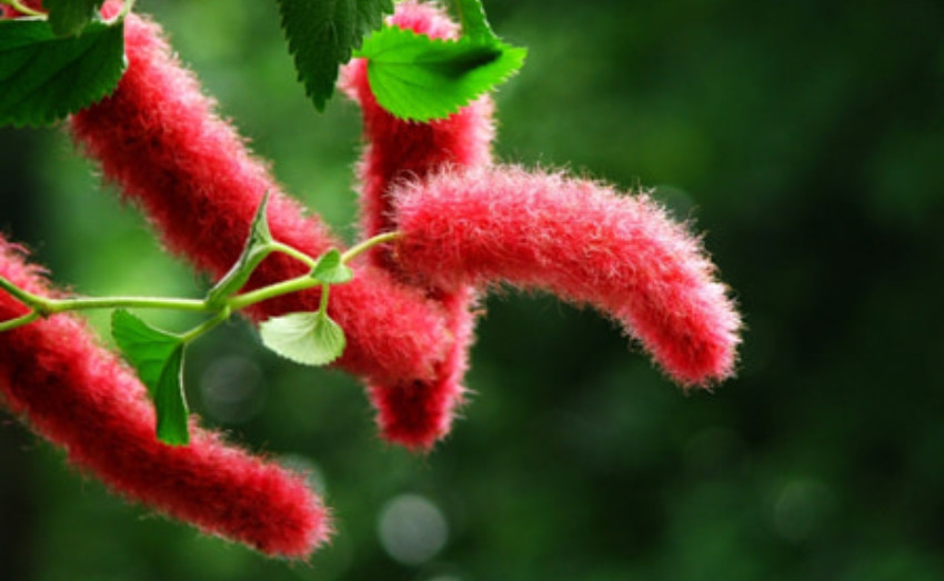 几种耐热植物 花卉的花期长 老花农推荐 腾讯新闻
