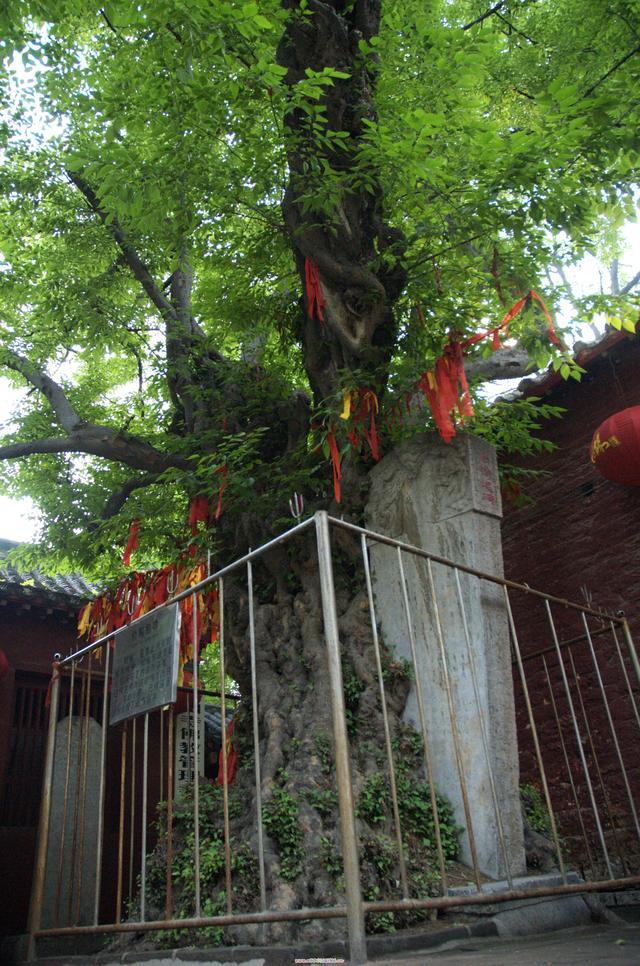 嘉祥青山寺柪榆抱碑的美丽传说_腾讯新闻