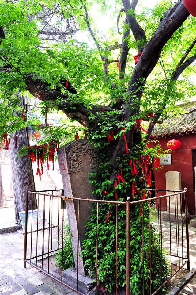 嘉祥青山寺柪榆抱碑的美丽传说_腾讯新闻