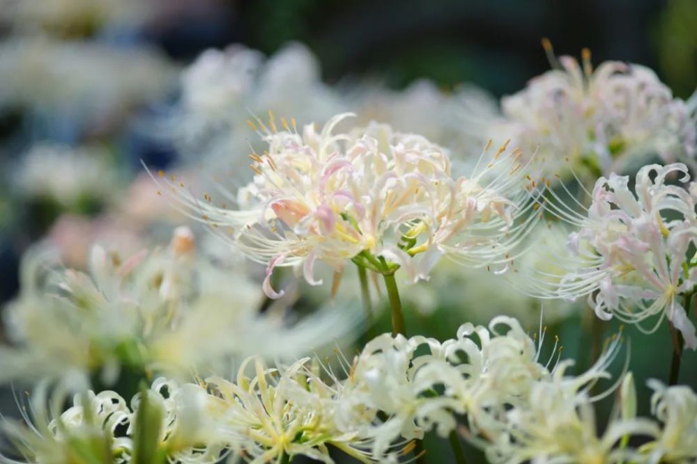 中国本土的花有哪些(中国本土的花有哪些图片)