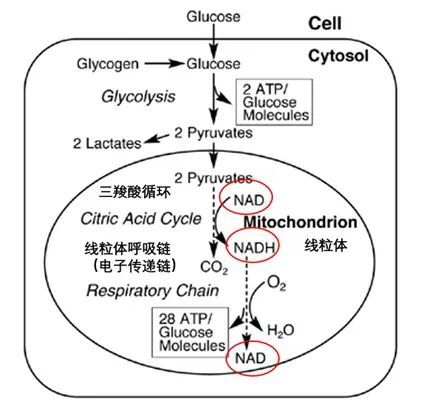 需要先消耗大量的nad 分子並轉化成nadh,而這些nadh進入線粒體呼吸鏈