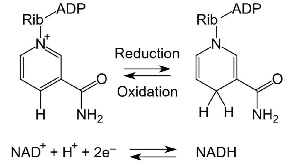 nadh最新抗衰老智商税一粒更比四粒强