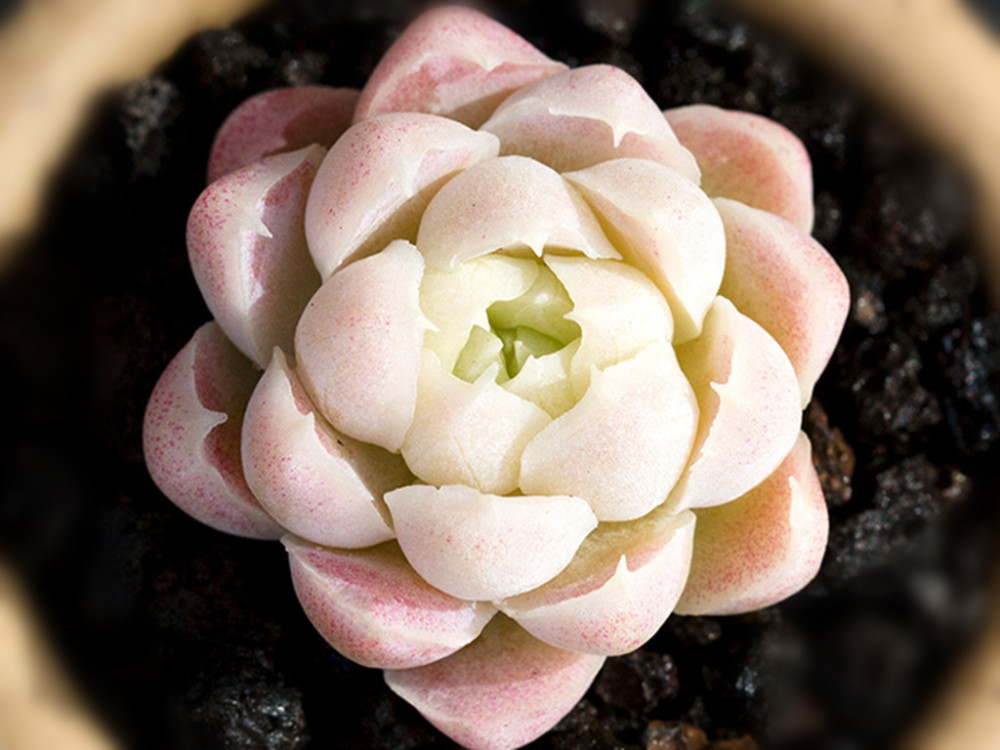 这些便宜多肉养出极致状态是什么样看了以后不想再花冤枉钱了