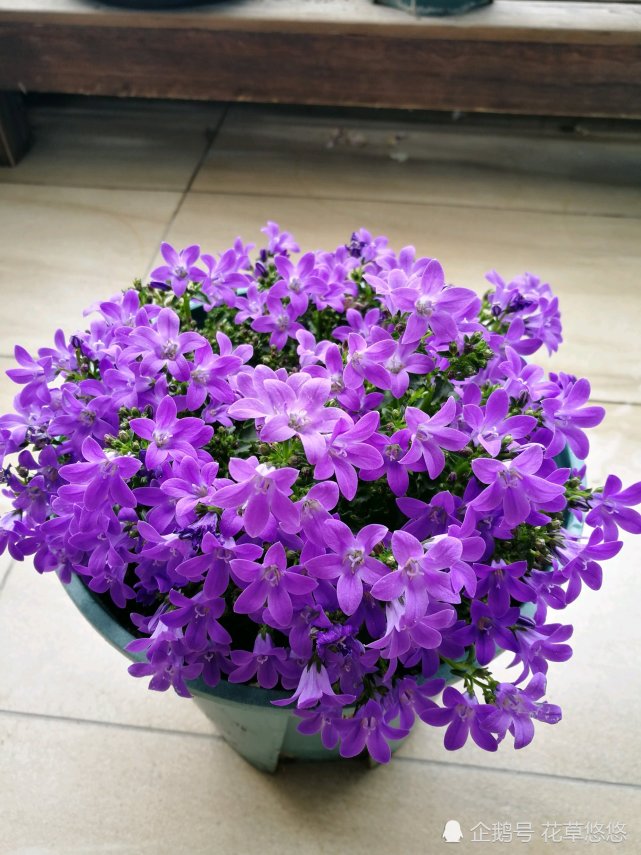 这种紫色小 草花 适合盆栽家养 只需一个小花盆 开上百朵花 盆栽 丹麦风铃草 花盆 花卉