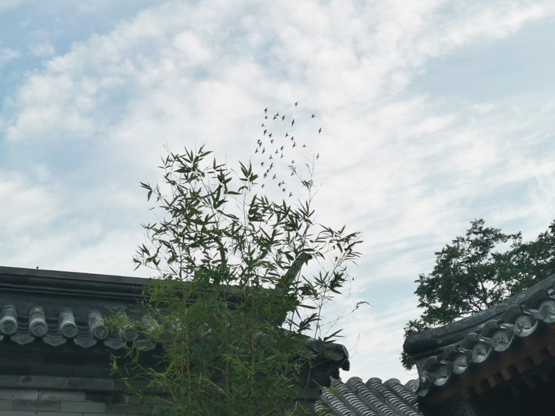 北京|人生应当有一次住在秋天的北平，就住在胡同的小院里，感受北平的秋意