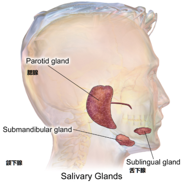 人体的唾液腺有大有小,大的有三对,位于腮帮子里,舌头下面与颌骨下面