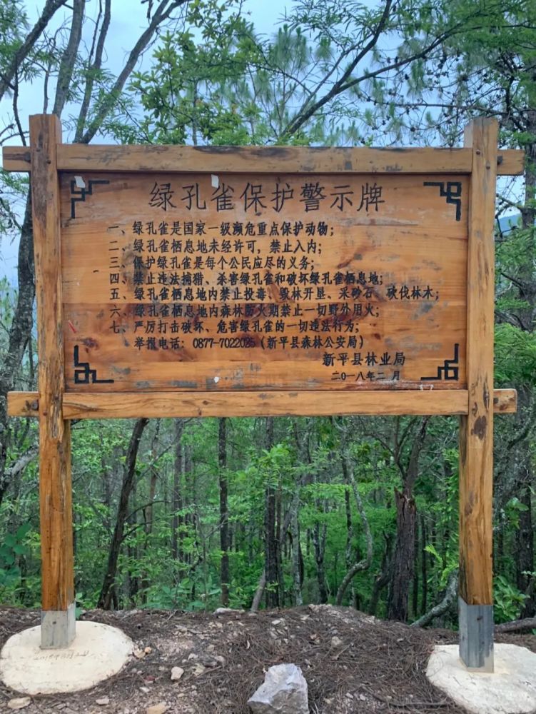 向阳村中山小组路边的绿孔雀保护警示牌.