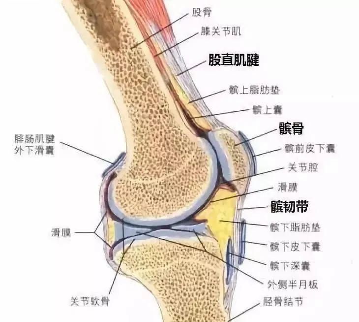 髌腱炎你要注意的那些事