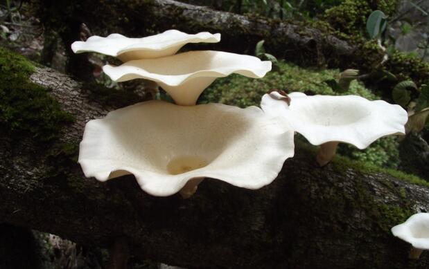 荒野维生野菜系列——环柄香菇