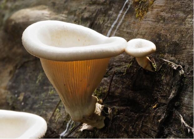 荒野维生野菜系列——环柄香菇