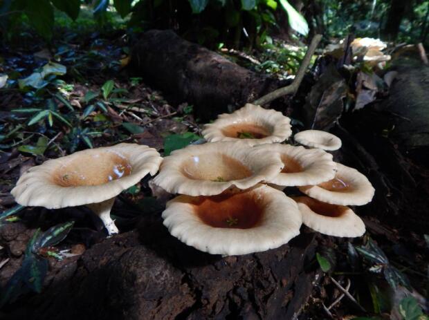 荒野维生野菜系列——环柄香菇