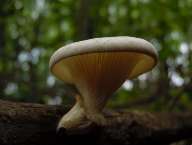 荒野维生野菜系列——环柄香菇