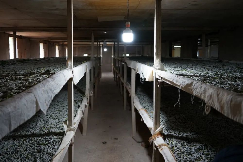 这几年规模不断扩大,建起了140多㎡的蚕房,种了30多亩的桑叶,还被评为