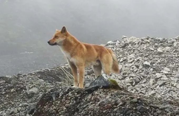 地球现存最原始的犬科 会 唱歌 头可转360度 灭绝50年后再现 腾讯新闻