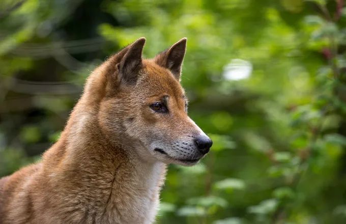 地球现存最原始的犬科 会 唱歌 头可转360度 灭绝50年后再现 腾讯新闻