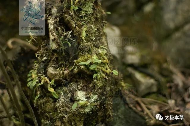 【原形态】 小羊耳蒜,附生植物.植株矮小,高1-3cm.