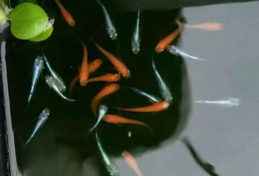 比斑马鱼更好饲养 不必加温无需供氧 为什么这种小鱼不受欢迎 腾讯新闻