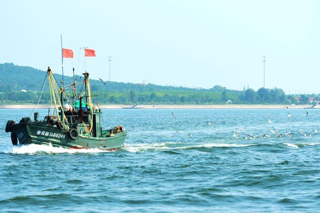 2020年9月1日,山東青島西海岸新區積米崖漁港,海鷗在追隨漁船歸港.