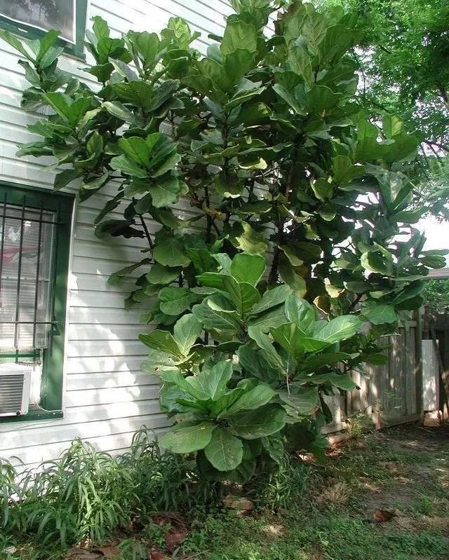 家里的琴叶榕盆栽总养不好大多是这几点没做好