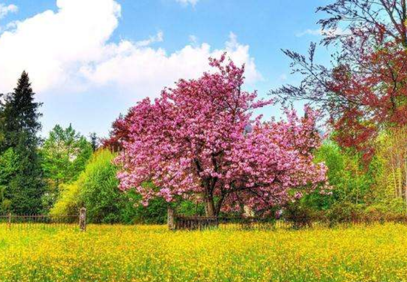 一棵开花的树|杜桥朗诵《一棵开花的树》